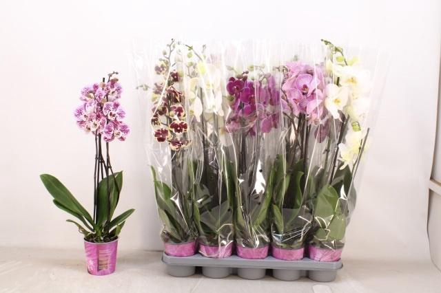 <h4>PHAL GEM 5 KL</h4>