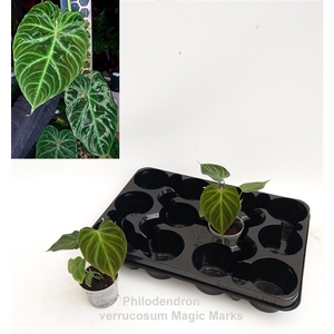 Philodendron verrucosum Magic Marks 7cm *NEW*