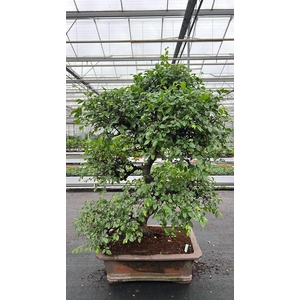 Zelkova parvifolia, pot 46 cm., height 90cm (single item)