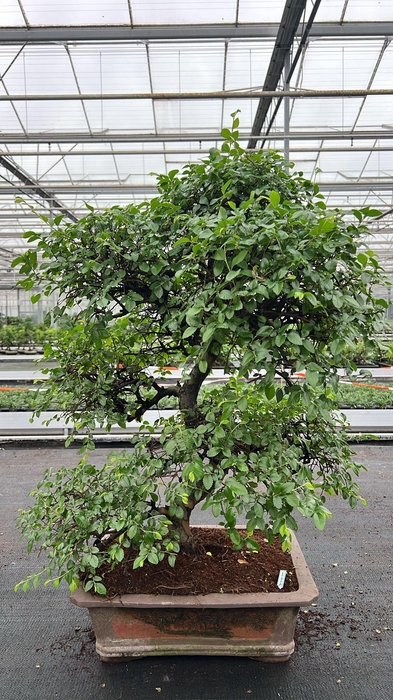 <h4>Zelkova parvifolia, pot 46 cm., height 90cm (single item)</h4>