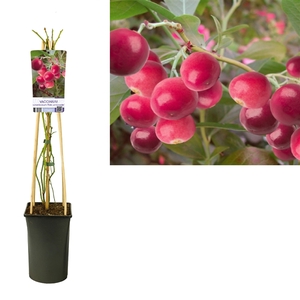 Vaccinium corymbosum 'Pink Lemonade' +light label