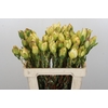 Leucadendron Disc. Rita