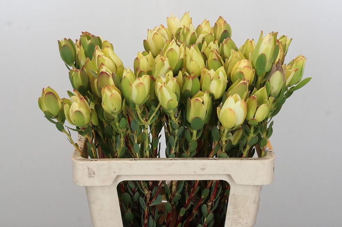 Leucadendron Disc. Rita