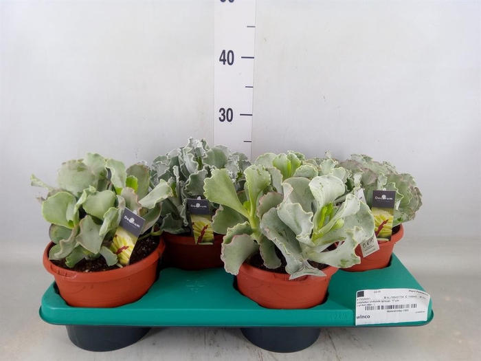 <h4>Cotyledon undulata</h4>