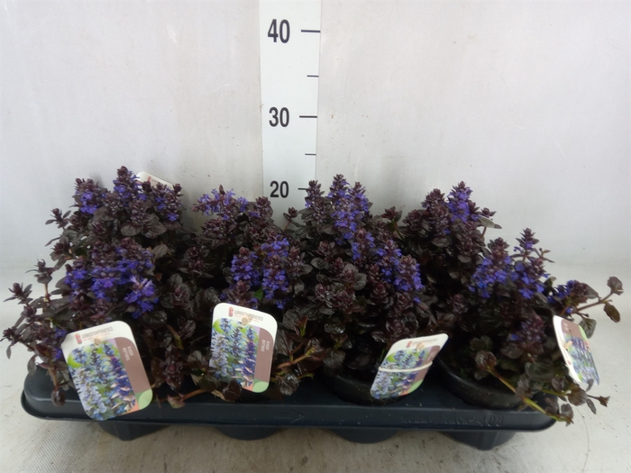 <h4>Ajuga reptans 'Braunherz'</h4>