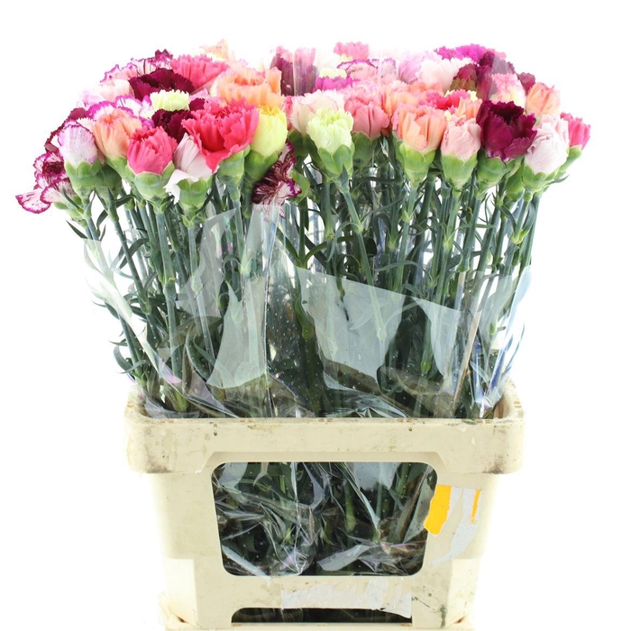 <h4>Di St Gem In Bos</h4>