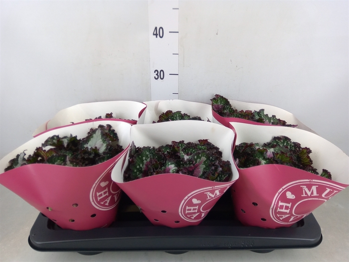 <h4>Begonia BD 'Purple Blush'</h4>