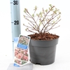 Abelia grandiflora Magic Daydream P17 (2ltr)