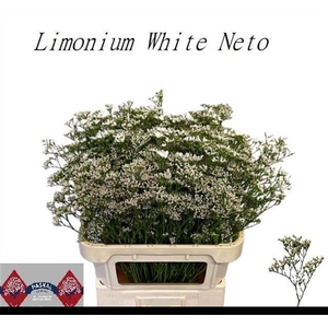 LIM WHITE NETO