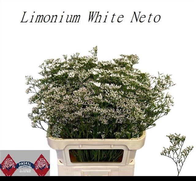 <h4>LIM WHITE NETO</h4>