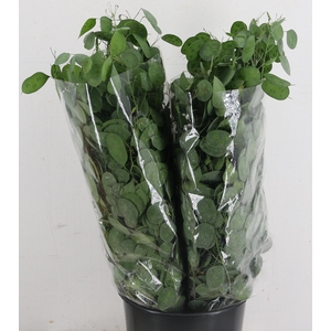 LUNARIA ANN GROENE P