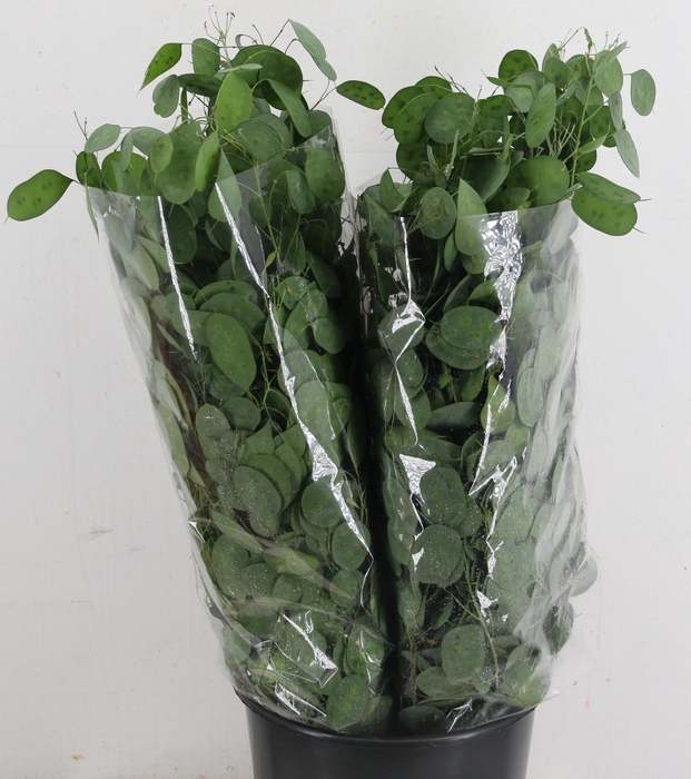 <h4>LUNARIA ANN GROENE P</h4>