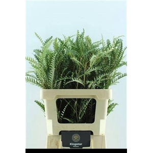 GREVI IVANHOE BRONZE