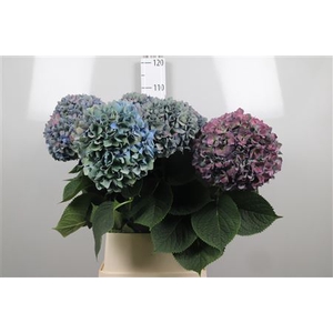 Hydr Cl M Pimpernel