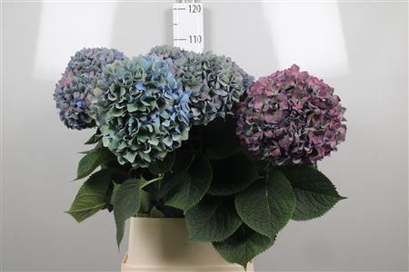 Hydr Cl M Pimpernel