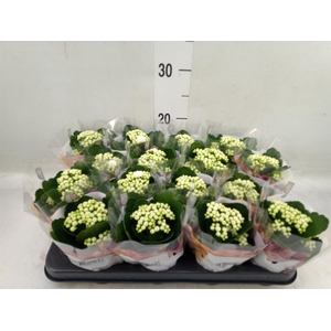 Kalanchoe blos. 'RosDon Dione'