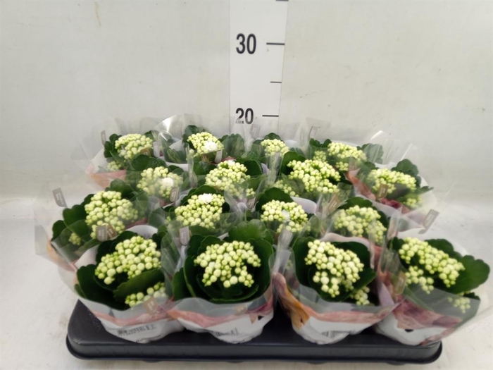 <h4>Kalanchoe blos. 'RosDon Dione'</h4>