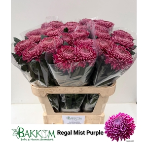 CHR G REGALM PURPER