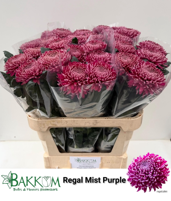 <h4>CHR G REGALM PURPER</h4>