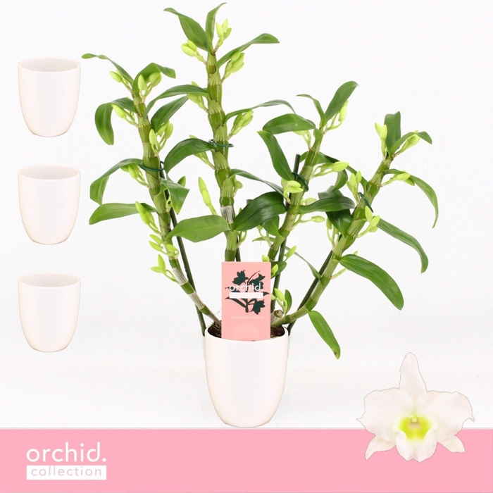 <h4>Dendrobium Nobilé, Apollon 4-spike Compact in Lotte White 'Orchid Collection'</h4>