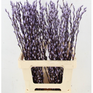 SALIX OV KLB H%