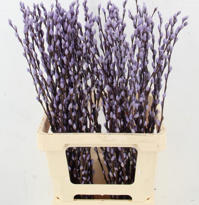 <h4>SALIX OV KLB H%</h4>