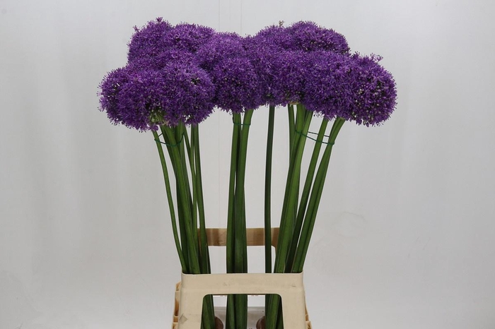 <h4>ALLIUM GROOTBLOEMIG#</h4>