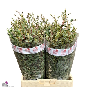 EUC PARVIFOLIA P BS
