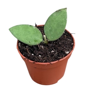 Hoya Nummularioides