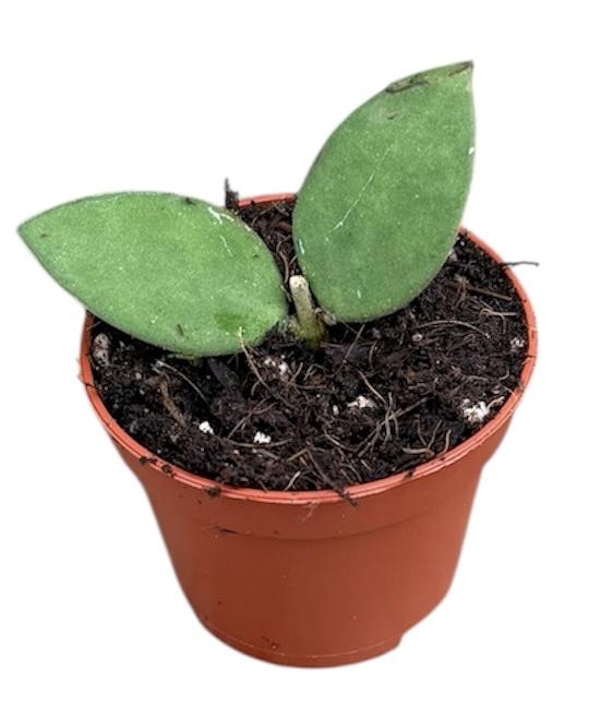 <h4>Hoya Nummularioides</h4>