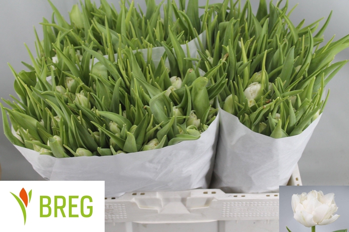 <h4>TU DU NORTHCAP</h4>