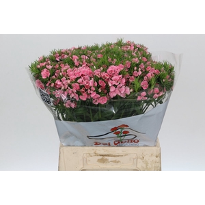 Dianthus Br Aldo Rose