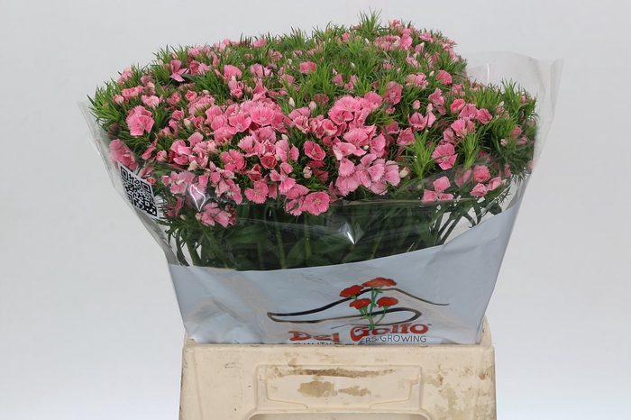 <h4>Dianthus Br Aldo Rose</h4>