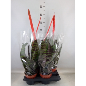 Vriesea  'Era'
