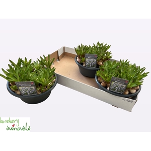 MUSCAR MOUNTAIN LADY