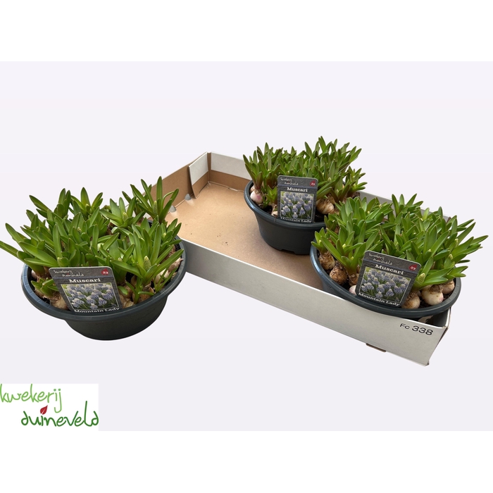 <h4>MUSCAR MOUNTAIN LADY</h4>