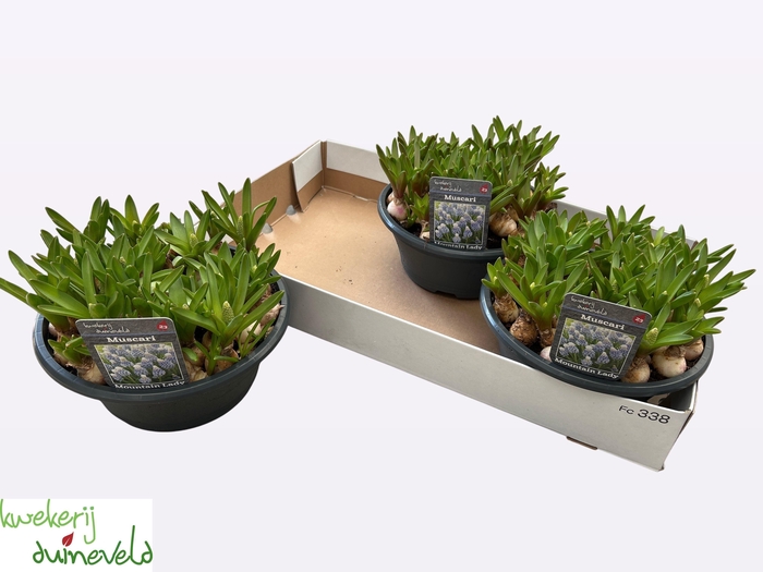 <h4>MUSCAR MOUNTAIN LADY</h4>