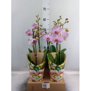 Phalaenopsis   ...rose