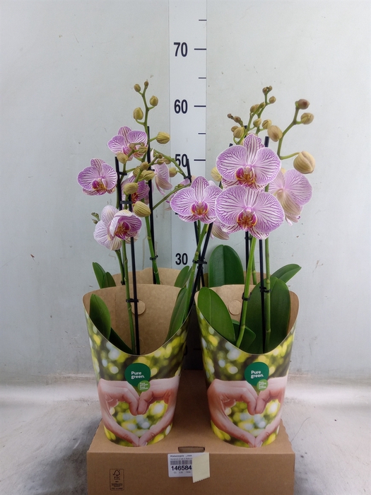 <h4>Phalaenopsis   ...rose</h4>