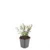 Cotoneaster radicans Eichholz
