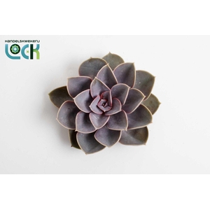 ECHEVERIA OV