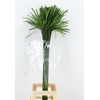 CYPERUS PAPYRUS