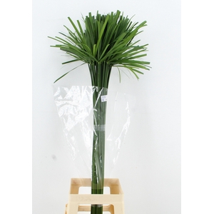 CYPERUS GLABER