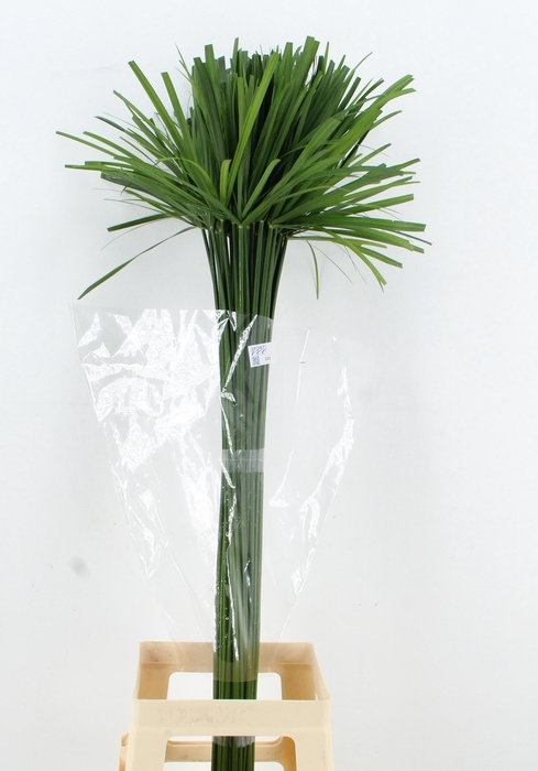 <h4>CYPERUS GLABER</h4>