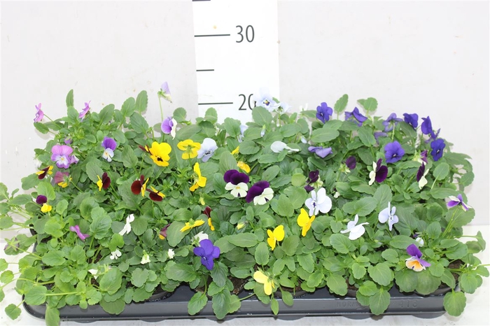 <h4>Viola Cornuta Gemengd</h4>