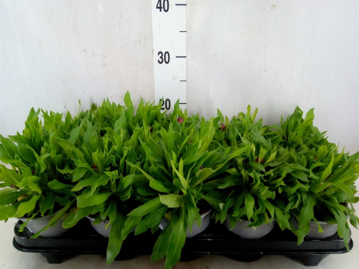<h4>Xerochrysum bract. 'Mohave Red Pep'</h4>