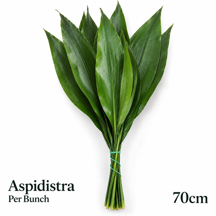 <h4>ASPID ELATIOR BS</h4>