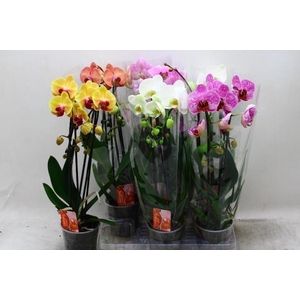 Phalaenopsis Elegant Cascade
