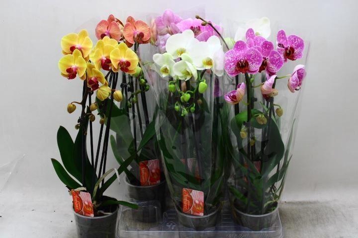 <h4>Phalaenopsis Elegant Cascade</h4>