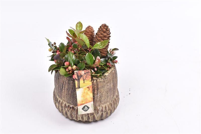 <h4>Cement eikel 14 cm bruin</h4>